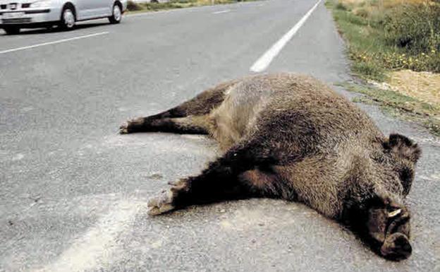 Burgos es la primera provincia de España en accidentes con animales/JCyL